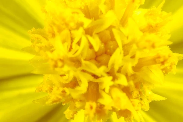 Макро Снял Крупным Планом Части Желтый Цветок — стоковое фото