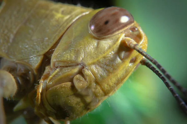 Macro Shot Close Grasshopper Head Picture — Stock Photo, Image