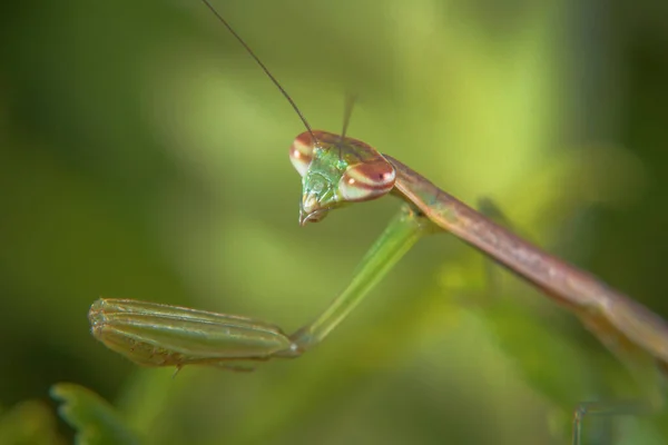 Macro Tiros Orando Mantis Juvenil Imagen Primer Plano —  Fotos de Stock