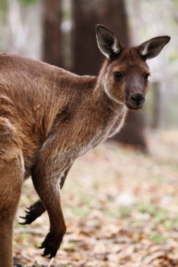 Batı grisi (Macropus fuliginosus))