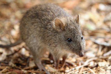 uzun burunlu potoroo (potorous tridactylus)