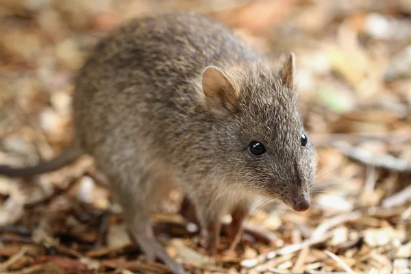 Langnæset Potoroo (Potorous tridactylus ) - Stock-foto