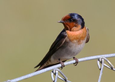 Kırlangıcı (Hirundo rustica bir tel üzerinde tünemiş)