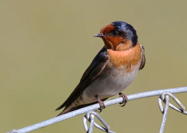 Χελιδόνι σκαρφαλωμένο σε ένα καλώδια (Hirundo rustica) — Φωτογραφία Αρχείου