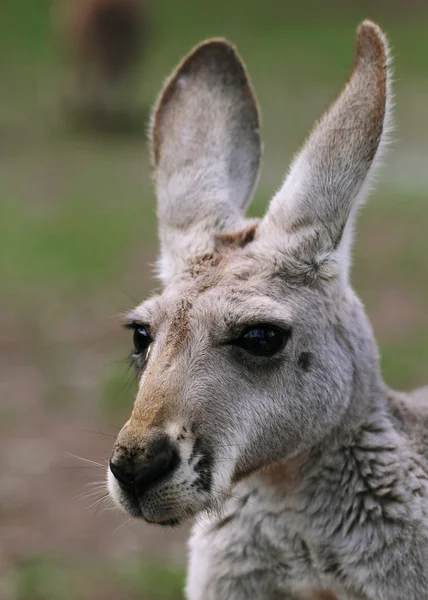 Czerwony kangur kobiece zbliżenie (Macropus rufus) — Zdjęcie stockowe