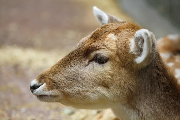 Fallow deer closeup — Stock Photo, Image