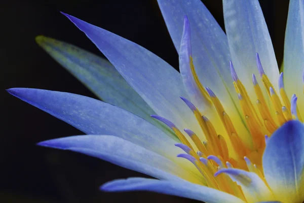 Blue Egyptian Lotus Stock Photos Royalty Free Blue Egyptian Lotus Images Depositphotos