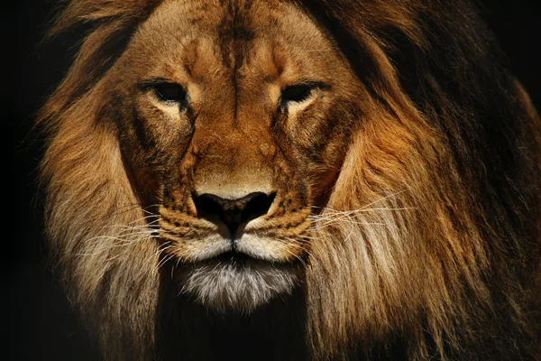 Löwenmännchen in Großaufnahme — Stockfoto