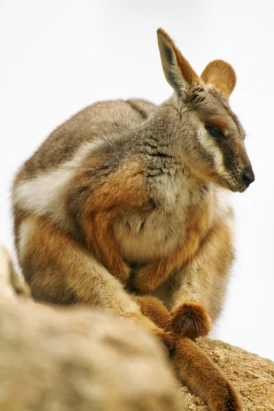 Australský klokan skalní — Stock fotografie