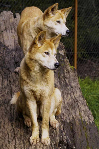 Dingo (Canis lupus dingo)) — Stockfoto