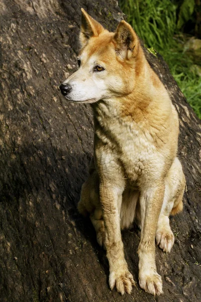 Dingo (Canis lupus dingo)) — Stockfoto