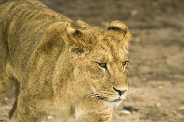 Lion — Stock Photo, Image