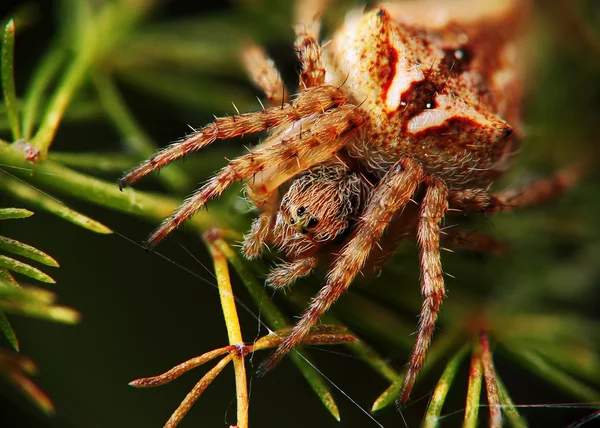 Spider väntar på för att döda — Stockfoto