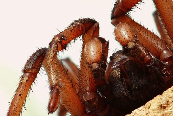 Araña esperando la muerte — Foto de Stock