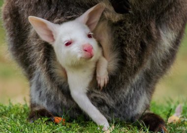 Sevimli Albino Bebek Bennett's Wallaby
