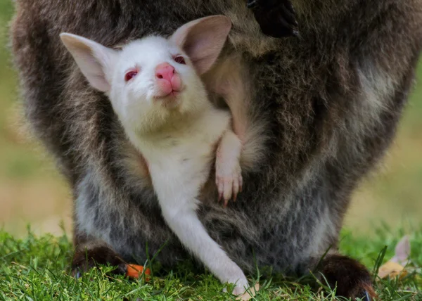 Albino baby Bennett 's wallaby — Stock fotografie