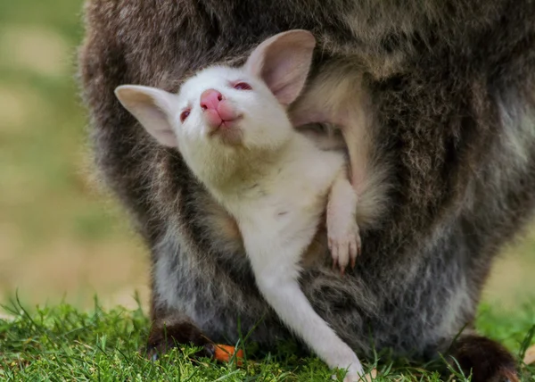 Albino baby bennett 's wallaby — Fotografia de Stock