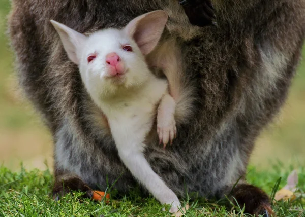 Albino baby bennett 's wallaby — Fotografia de Stock