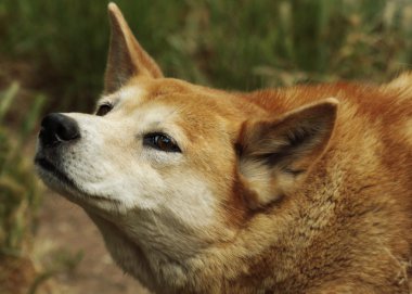 Dingo (Canis lupus dingo), portre
