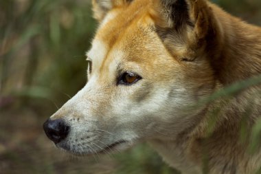 Dingo (Canis lupus dingo), portre