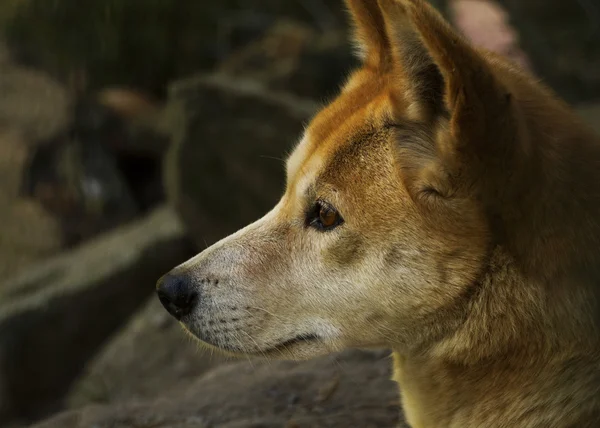Dingo (Canis lupus dingo), Крупный план — стоковое фото