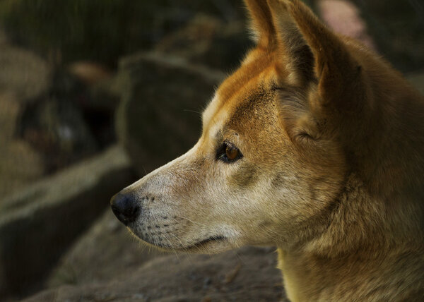 Dingo (Canis lupus dingo), Closeup