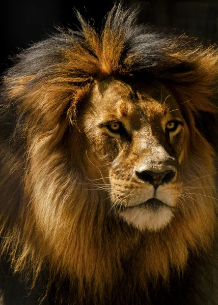 Lion Male Closeup — Stock Photo, Image