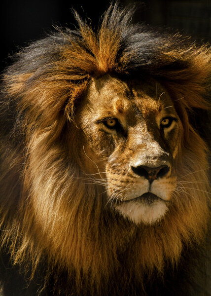 The lion (Panthera leo) is one of the five big cats in the genus Panthera and a member of the family Felidae.