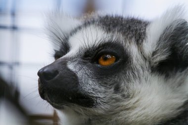 Ring-Tailed Lemur yakın çekim