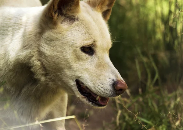 Dingo (Canis lupus dingo), Albino — Foto de Stock