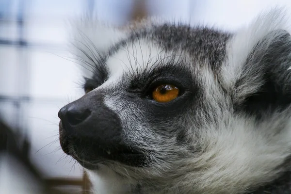 Ring-Tailed Lemur Close-up — Stock Photo, Image