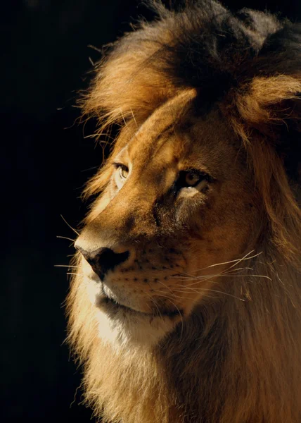 ライオン男性クローズ アップ — ストック写真