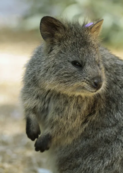 Quokka (Setonix branchyuras ) — стокове фото