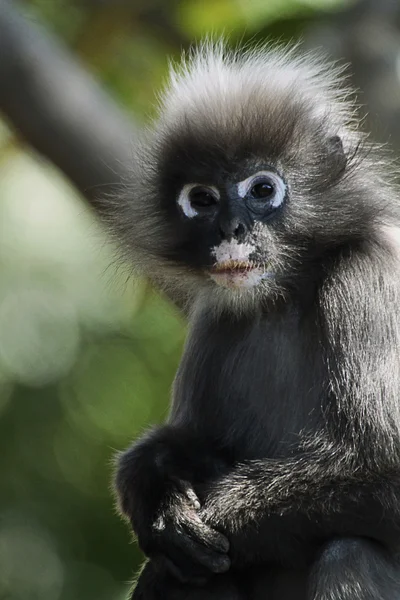 Mono de hojas oscuras (Trachypithecus obscurus ) — Foto de Stock