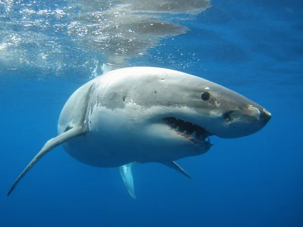 Gran tiburón blanco — Foto de Stock