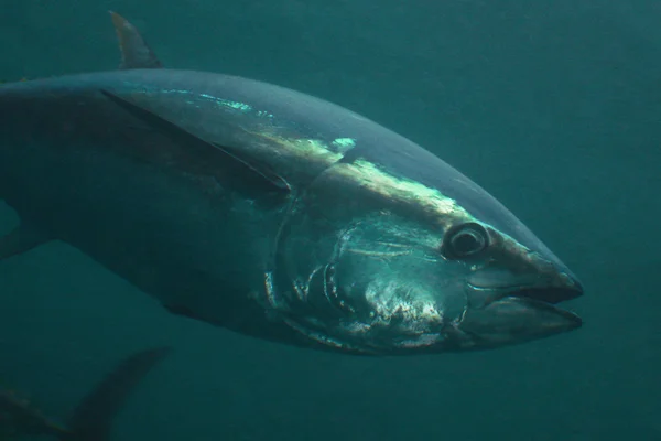 Блакитний тунець — стокове фото