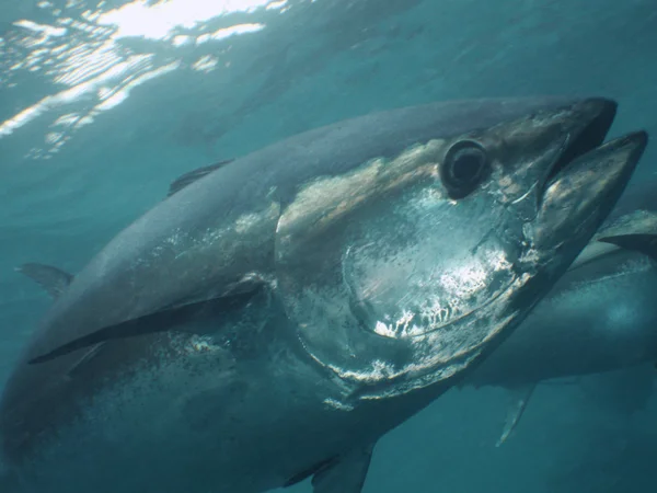 Blue-fin tonijn — Stockfoto