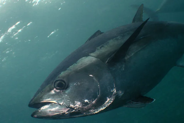 Atún de aleta azul — Foto de Stock