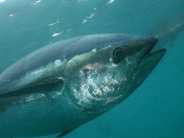 Atún de aleta azul — Foto de Stock