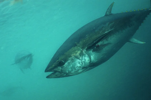 Atún de aleta azul — Foto de Stock