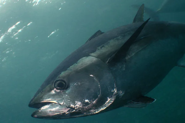 Синеплавниковый тунец Стоковое Фото