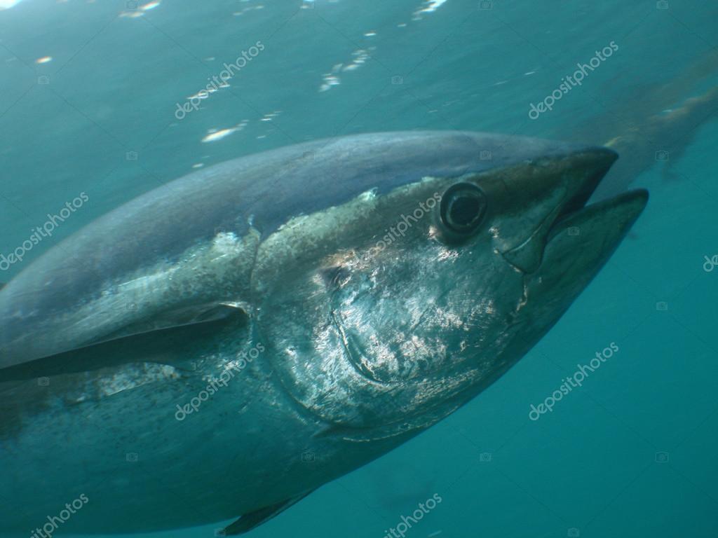 1 062 Bluefin Tuna Stock Photos Images Download Bluefin Tuna Pictures On Depositphotos