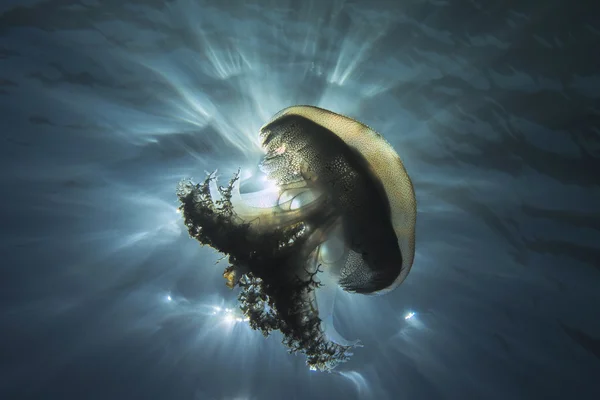 Jellyfish — Stock Photo, Image