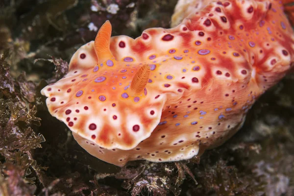kısa kuyruklu ceratosoma omurgasızını