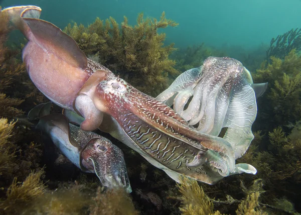 Giant cuttlefish mating — Stock Photo, Image