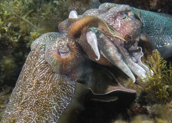 Giant cuttlefish mating — Stock Photo, Image