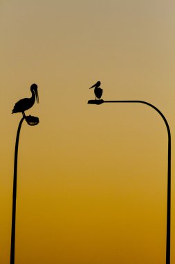 The Pelicans perch on the top of road lights clipart