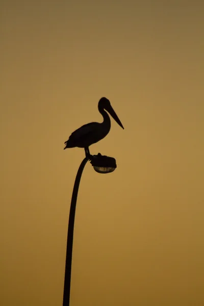 Der Pelikan auf der Spitze der Straßenlaternen — Stockfoto