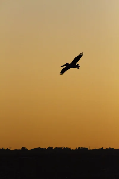 Pelican fly back home after all day fishing — Stock Photo, Image