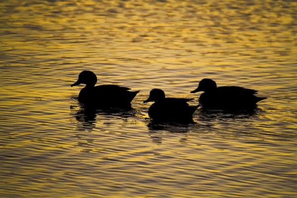 Tre ænder svømmer på stranden på Sunset - Stock-foto